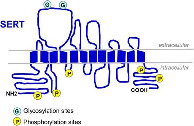 Multifaceted Regulations of the Serotonin Transporter: Impact on Antidepressant Response